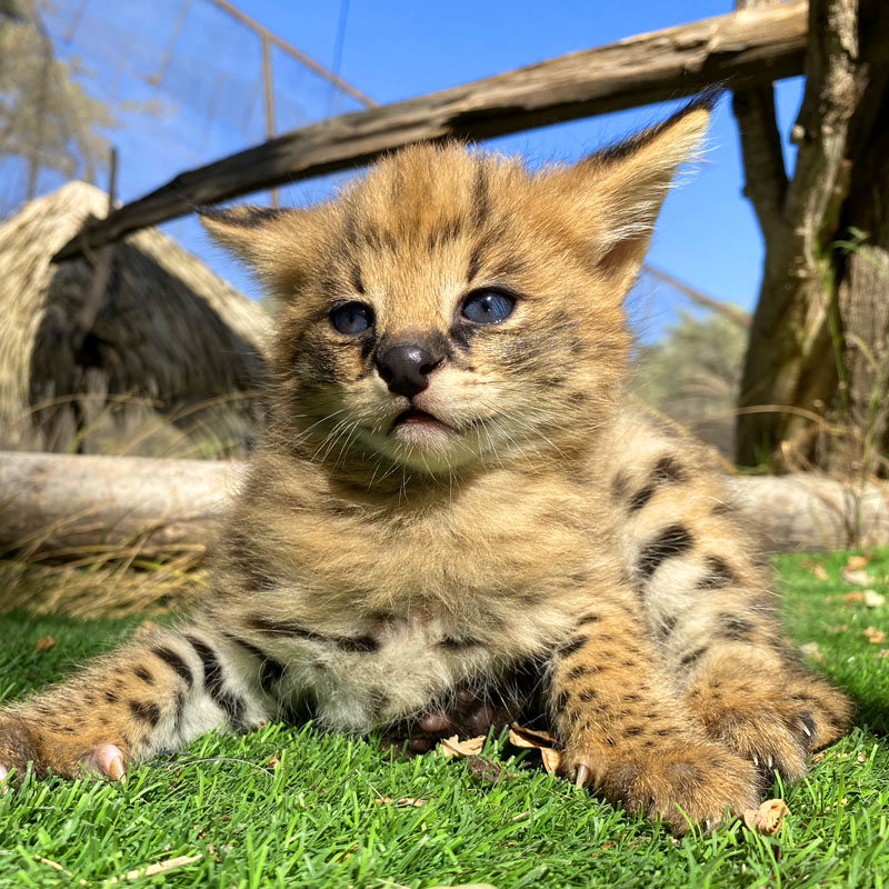 Cría de Serval en Buin Zoo